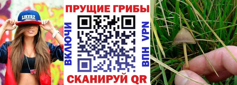 Галлюциногенные грибы GOLDEN TEACHER  Балтийск 